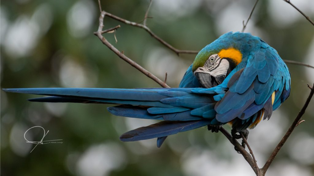 Birdwatching Manu National Park - Avistamiento de Aves