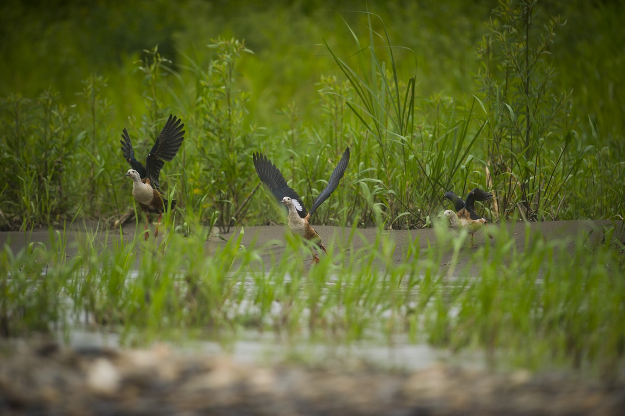 Manu National Park