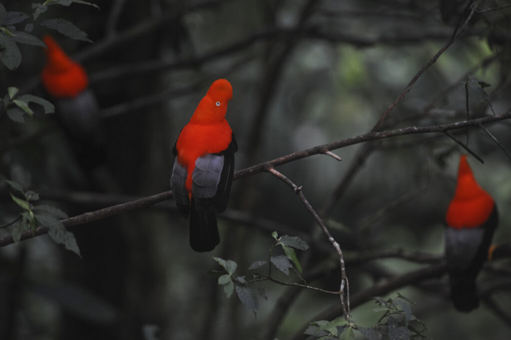 Photo: Ernesto Benavides / PROMPERÚ