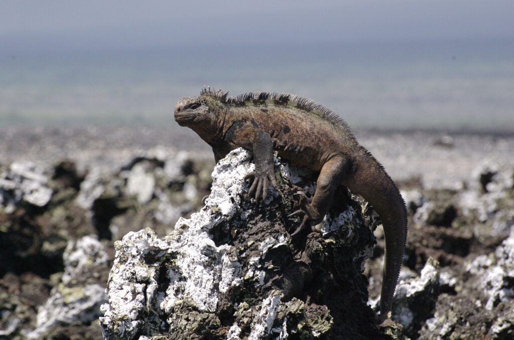 Galapagos islands