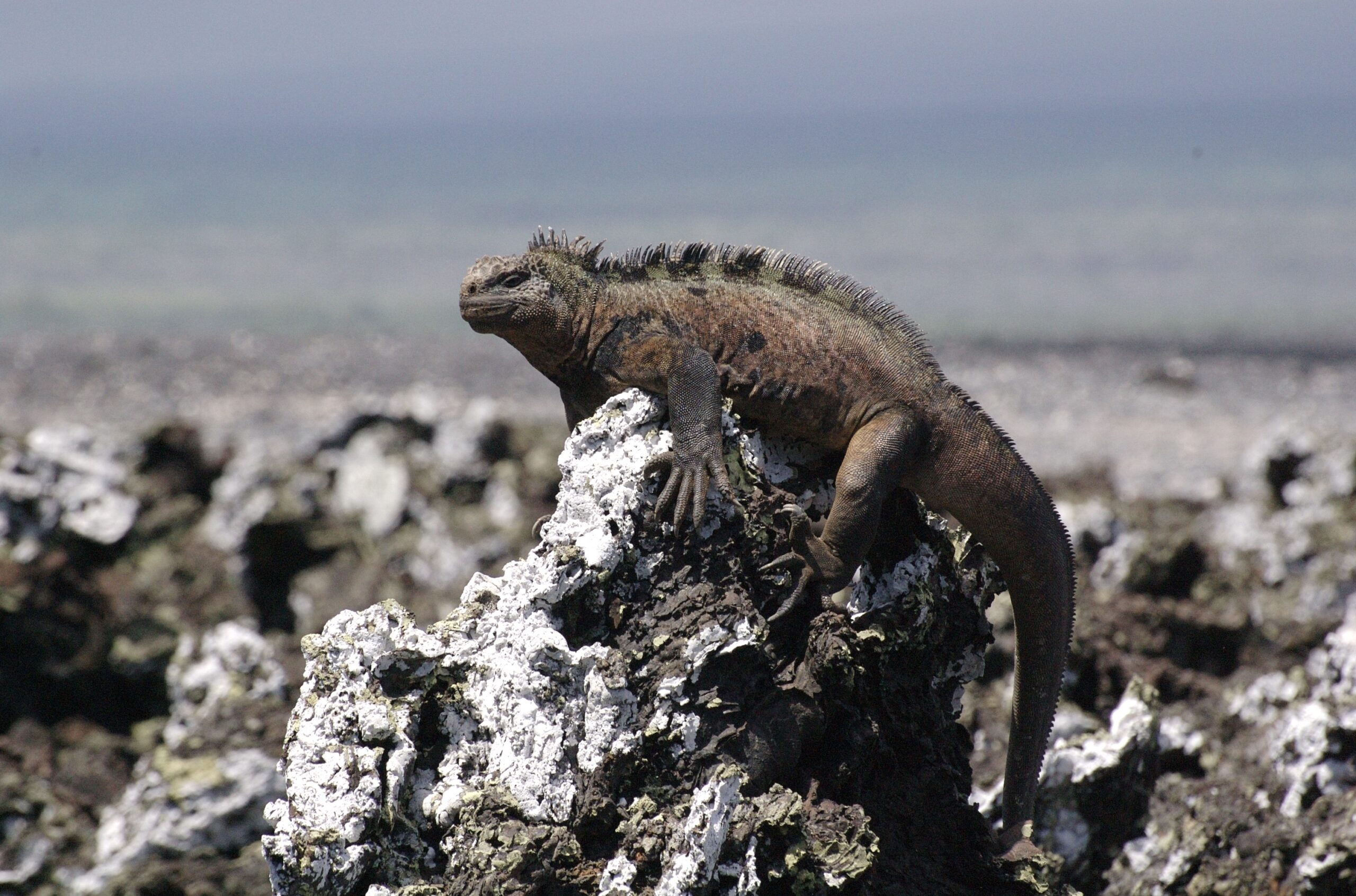 Galapagos islands