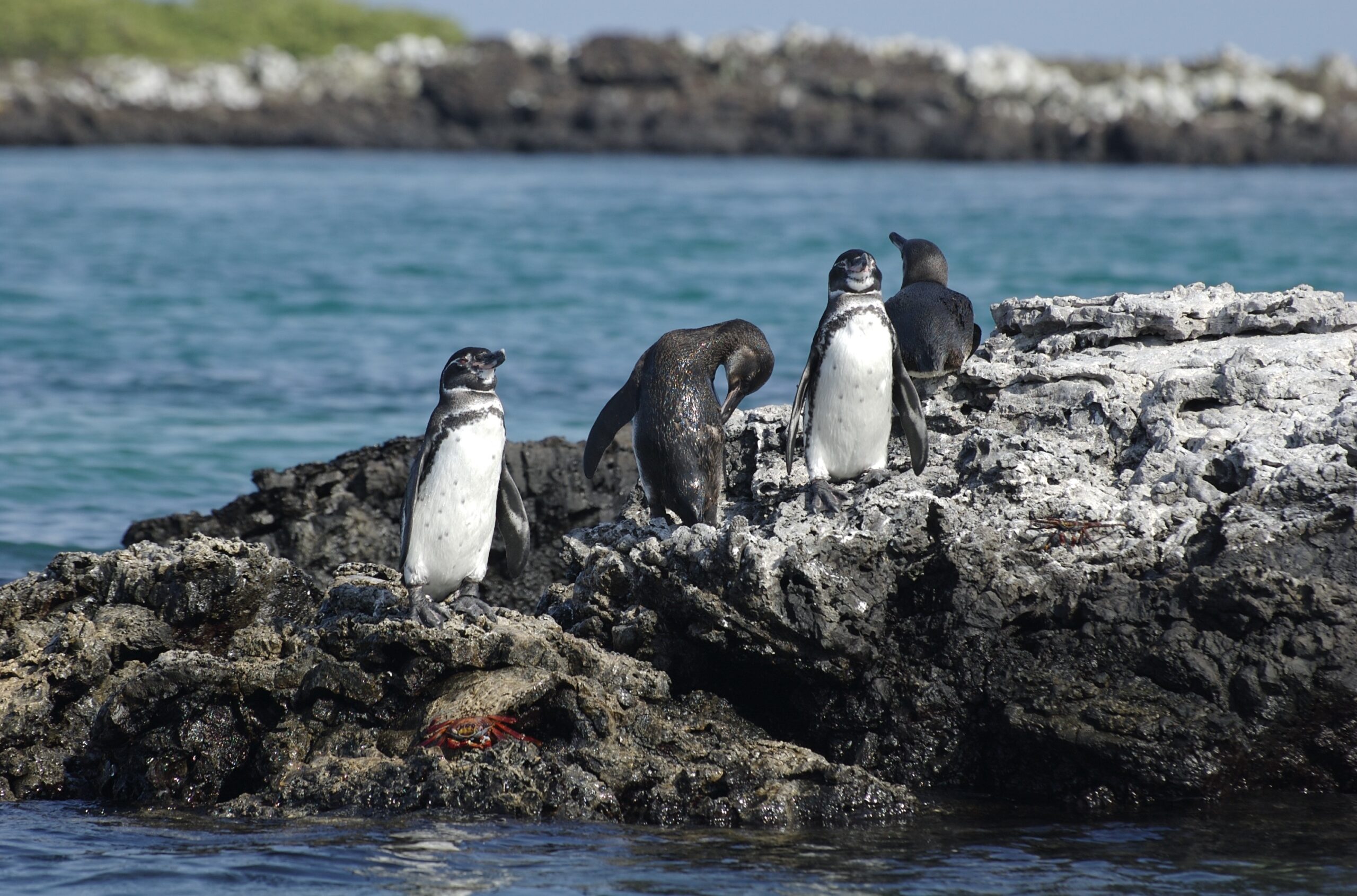 Galapagos islands