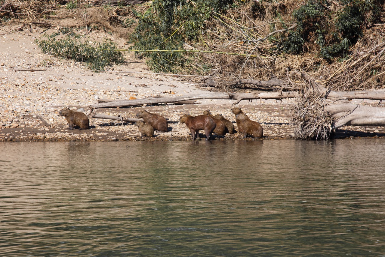 Manada de ronsocos (Hydrochaeris hydrochaeris, Capybara) a orillas del río Tambopata, en la Reserva Nacional de Tambopata.