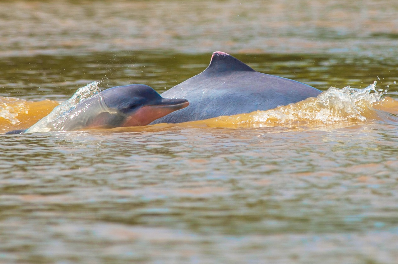 Delfines en la Reserva Nacional Pacaya Samiria - River Cruise
